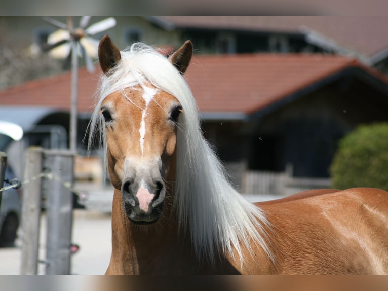 Haflinger Jument 4 Ans 150 cm Palomino in Füssen