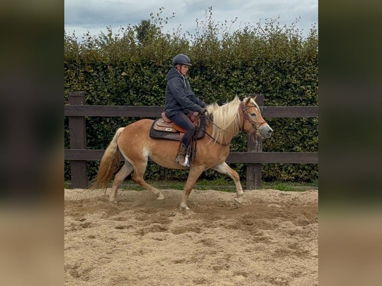 Haflinger Jument 4 Ans 151 cm Alezan in Daleiden