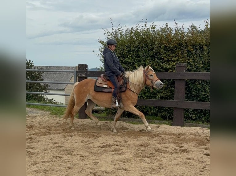 Haflinger Jument 4 Ans 151 cm Alezan in Daleiden
