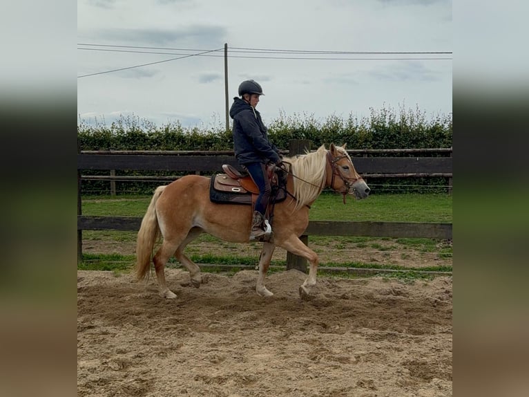 Haflinger Jument 4 Ans 151 cm Alezan in Daleiden