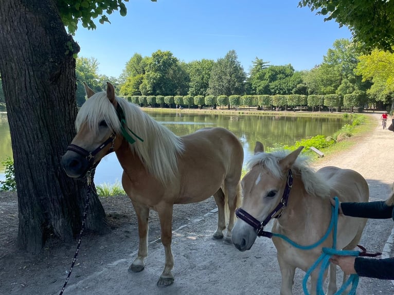 Haflinger Jument 4 Ans 151 cm  in Mönchengladbach