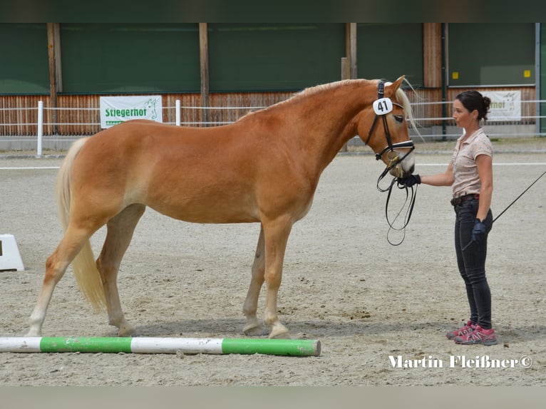 Haflinger Jument 4 Ans 151 cm in Waben