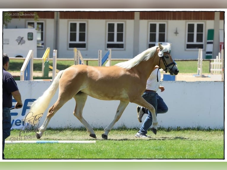 Haflinger Jument 4 Ans 152 cm Alezan in Jengen