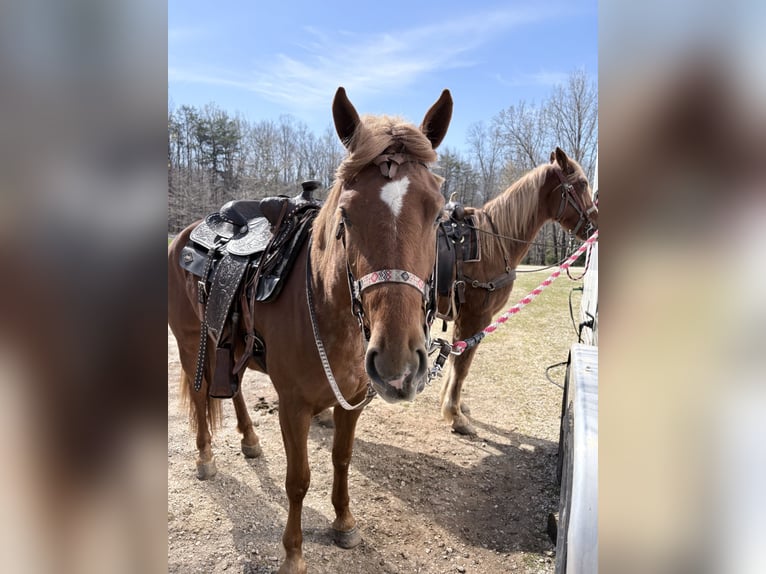 Haflinger Croisé Jument 4 Ans 152 cm Alezan cuivré in Augusta