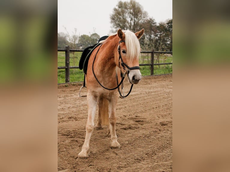 Haflinger Jument 4 Ans 153 cm Bai clair in Rockanje