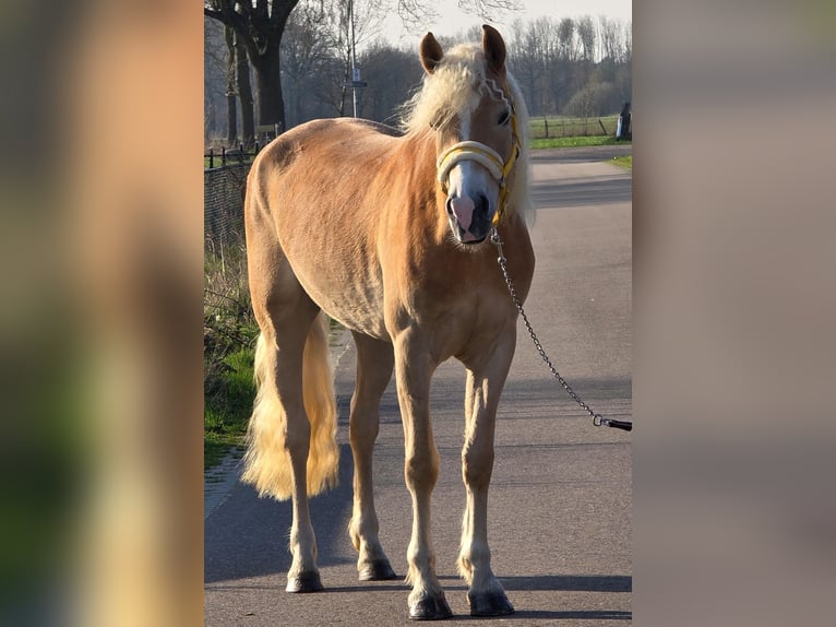 Haflinger Jument 4 Ans 153 cm Palomino in Someren