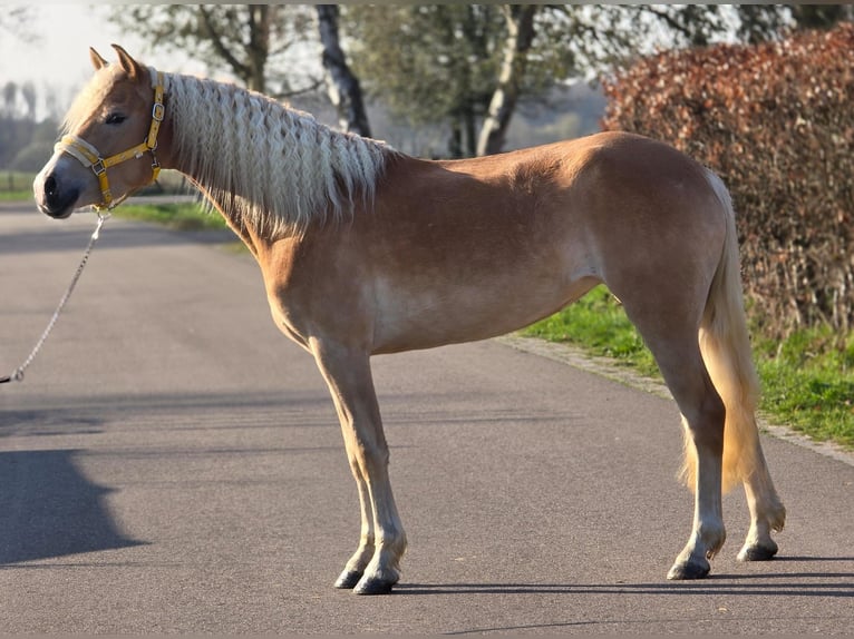 Haflinger Jument 4 Ans 153 cm Palomino in Someren