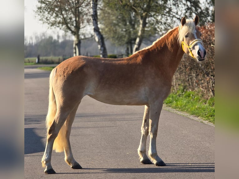 Haflinger Jument 4 Ans 153 cm Palomino in Someren