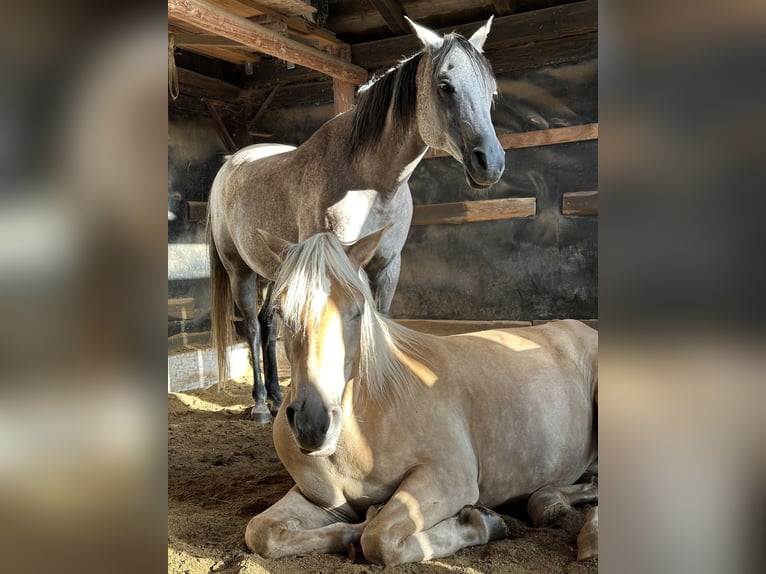 Haflinger Jument 4 Ans 155 cm Cremello in Niederstaufenbach