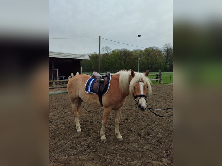 Haflinger Jument 4 Ans 156 cm Alezan in Drensteinfurt