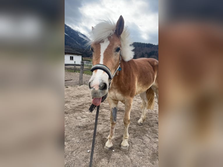 Haflinger Jument 4 Ans 160 cm Bai clair in Großgmain