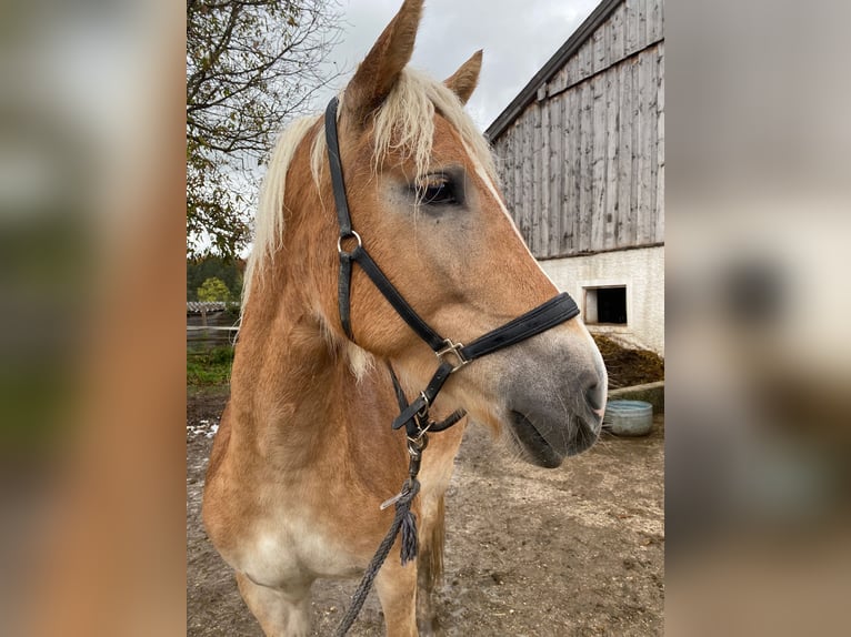 Haflinger Jument 4 Ans 160 cm Bai clair in Großgmain