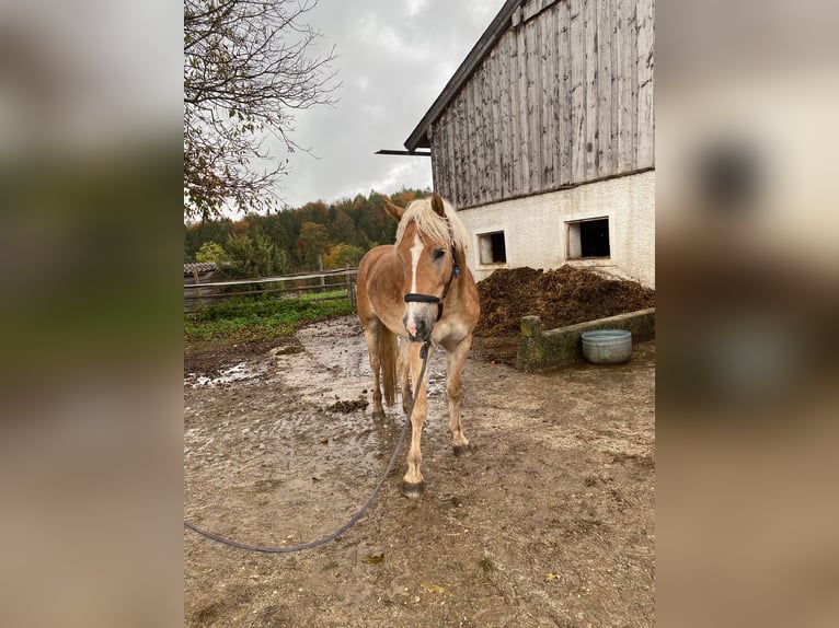 Haflinger Jument 4 Ans 160 cm Bai clair in Großgmain