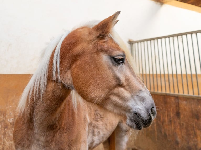 Haflinger Jument 4 Ans in Jenesien