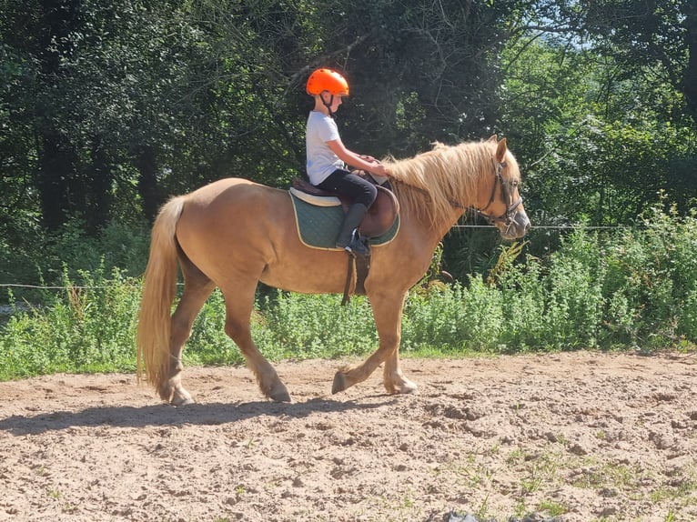 Haflinger Jument 5 Ans 138 cm Palomino in Penilla, La De Cayon