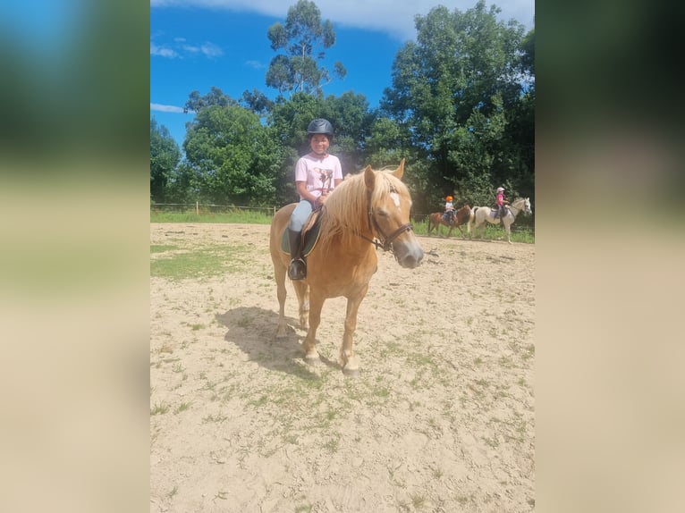 Haflinger Jument 5 Ans 138 cm Palomino in Penilla, La De Cayon