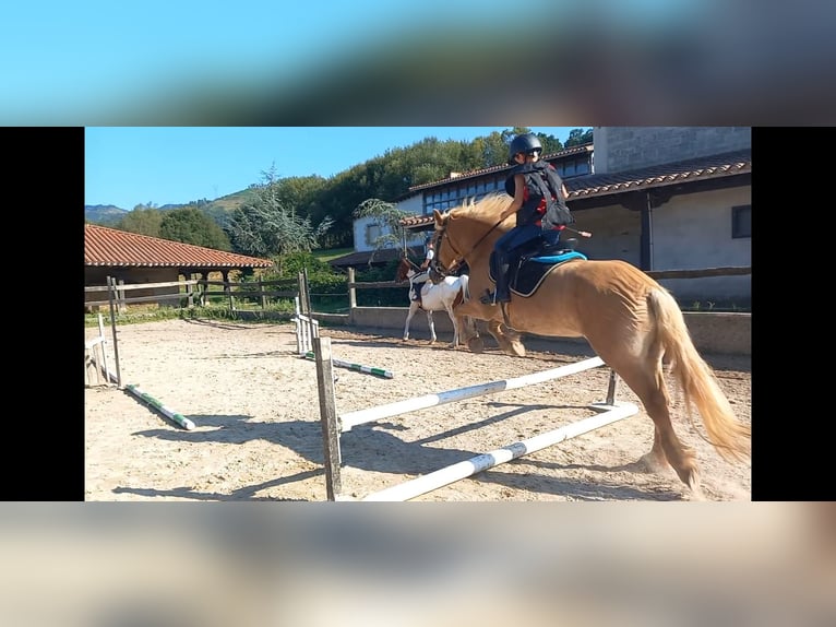 Haflinger Jument 5 Ans 138 cm Palomino in Penilla, La De Cayon