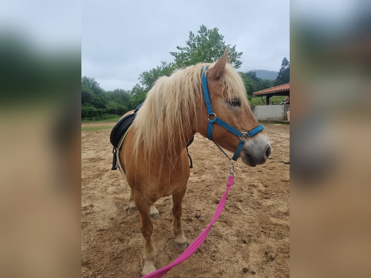 Haflinger Jument 5 Ans 138 cm Palomino in Penilla, La De Cayon