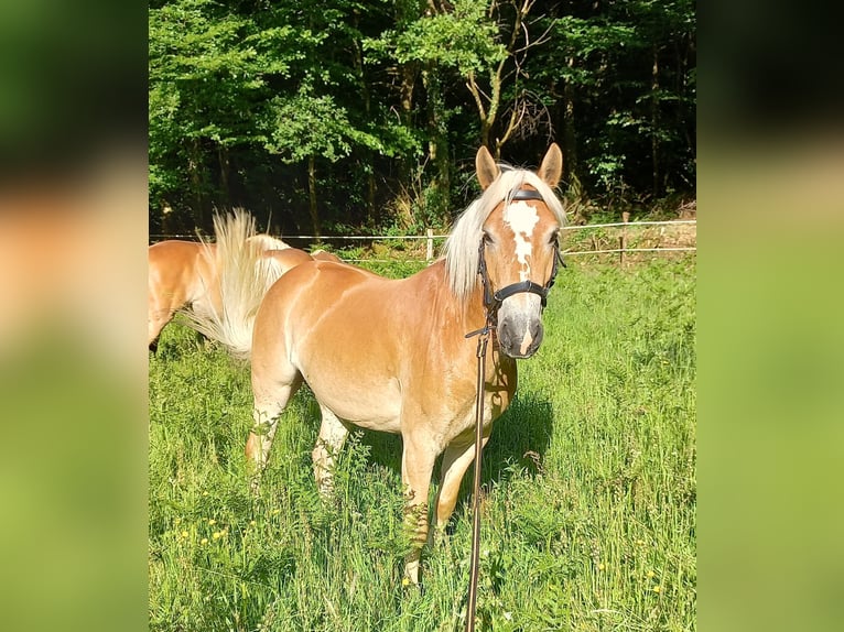 Haflinger Jument 5 Ans 139 cm Alezan in Jabreilles les Bordes