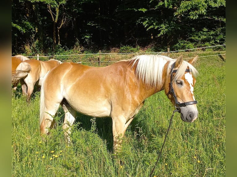 Haflinger Jument 5 Ans 139 cm Alezan in Jabreilles les Bordes