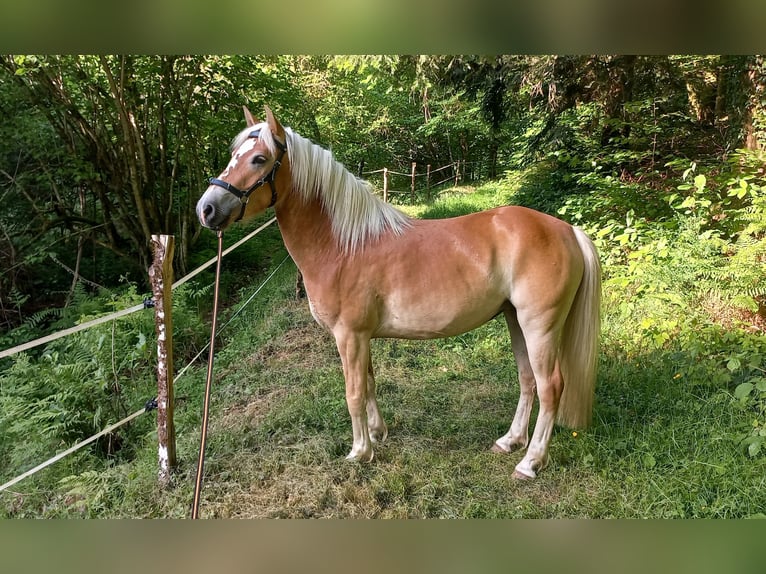 Haflinger Jument 5 Ans 139 cm Alezan in Jabreilles les Bordes