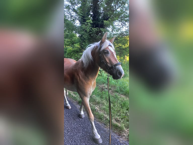 Haflinger Jument 5 Ans 139 cm Alezan in Jabreilles les Bordes