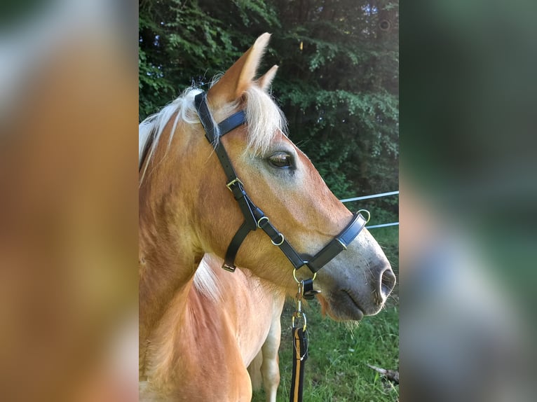 Haflinger Jument 5 Ans 139 cm Alezan in Jabreilles les Bordes