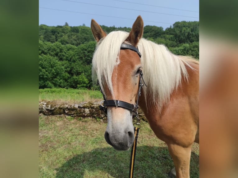 Haflinger Jument 5 Ans 140 cm Alezan in Jabreilles les Bordes