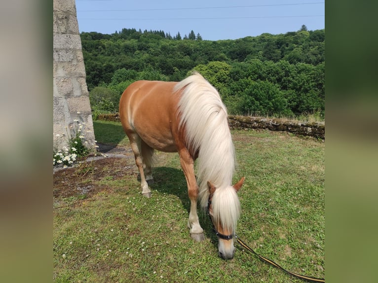 Haflinger Jument 5 Ans 140 cm Alezan in Jabreilles les Bordes