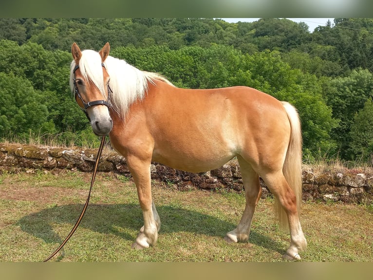Haflinger Jument 5 Ans 140 cm Alezan in Jabreilles les Bordes