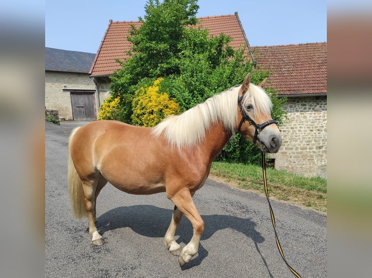 Haflinger Jument 5 Ans 140 cm Alezan in Jabreilles les Bordes