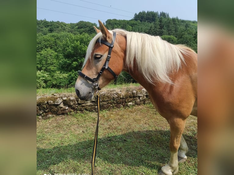 Haflinger Jument 5 Ans 140 cm Alezan in Jabreilles les Bordes