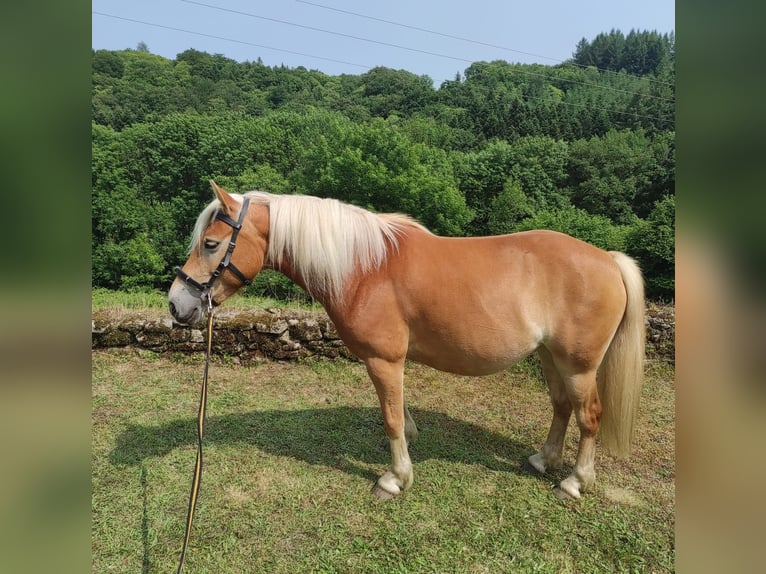 Haflinger Jument 5 Ans 140 cm Alezan in Jabreilles les Bordes