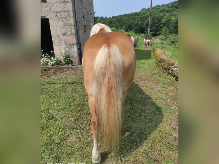 Haflinger Jument 5 Ans 140 cm Alezan in Jabreilles les Bordes