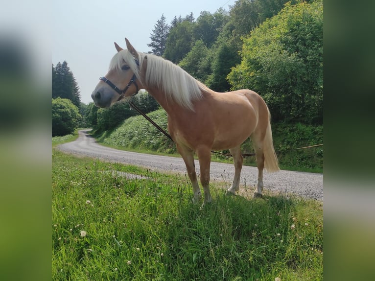 Haflinger Jument 5 Ans 140 cm Alezan in Jabreilles les Bordes