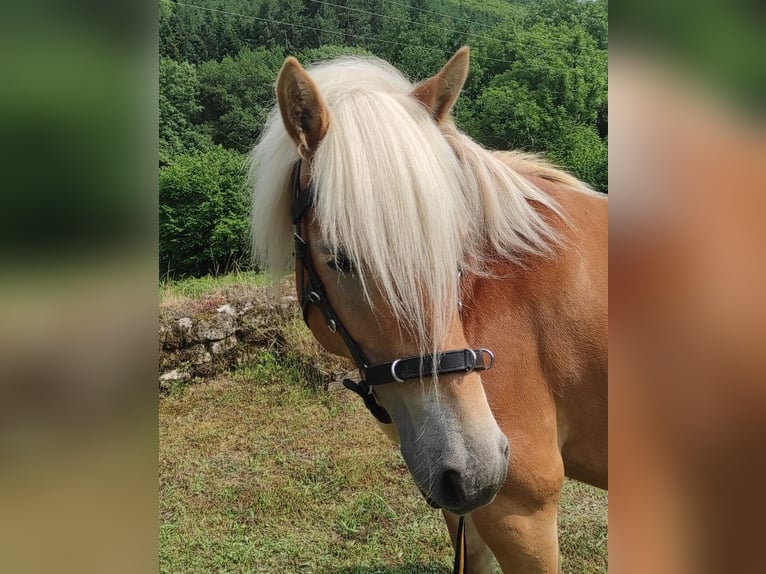 Haflinger Jument 5 Ans 140 cm Alezan in Jabreilles les Bordes