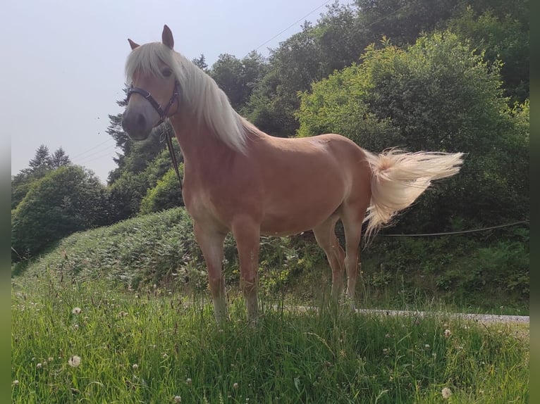 Haflinger Jument 5 Ans 140 cm Alezan in Jabreilles les Bordes