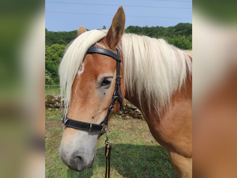 Haflinger Jument 5 Ans 140 cm Alezan in Jabreilles les Bordes