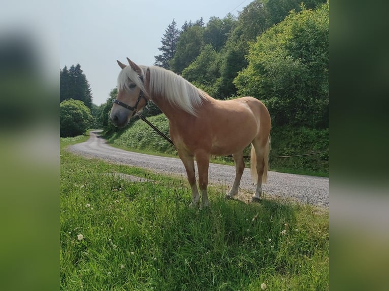 Haflinger Jument 5 Ans 140 cm Alezan in Jabreilles les Bordes