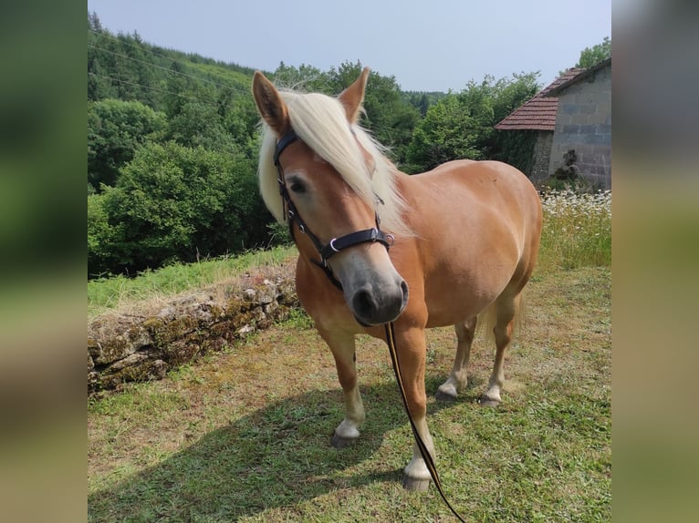 Haflinger Jument 5 Ans 140 cm Alezan in Jabreilles les Bordes