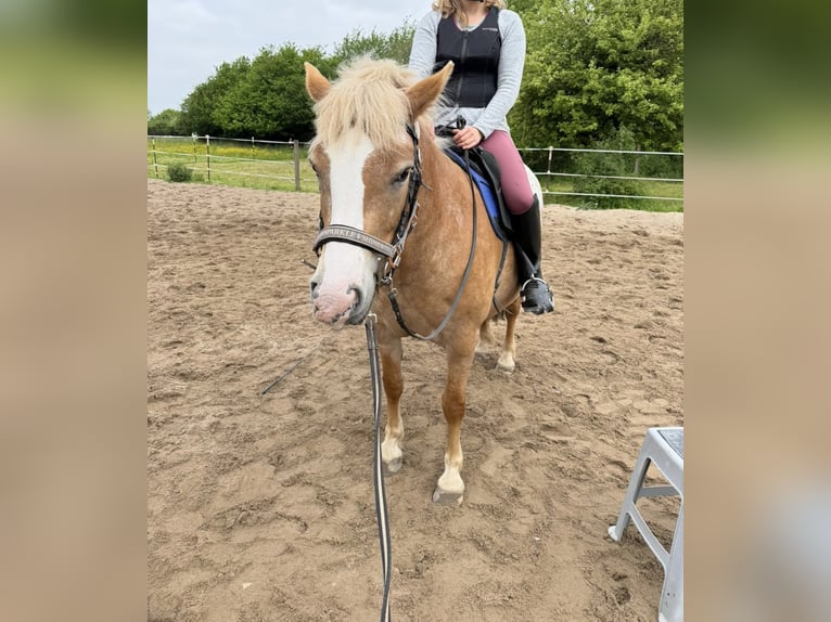 Haflinger Croisé Jument 5 Ans 140 cm Léopard in Hüsby
