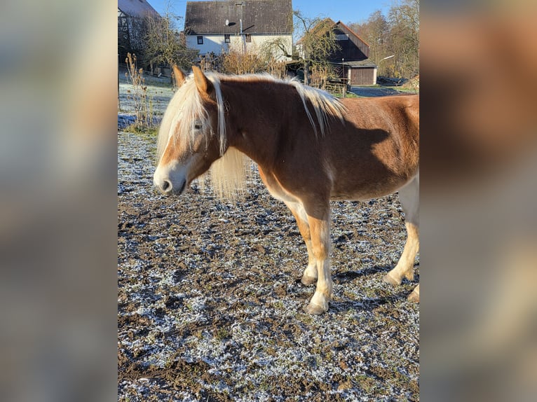 Haflinger Jument 5 Ans 144 cm in Alsfeld