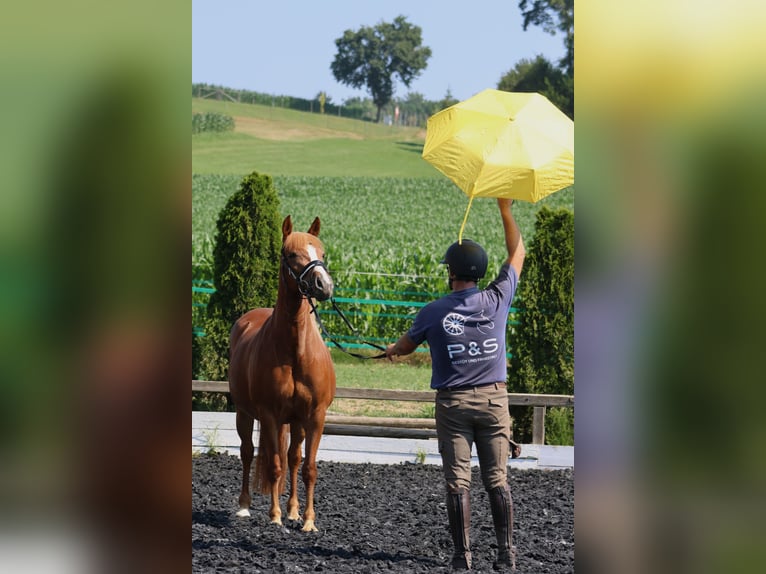 Haflinger Jument 5 Ans 145 cm Alezan in St Marein bei Graz