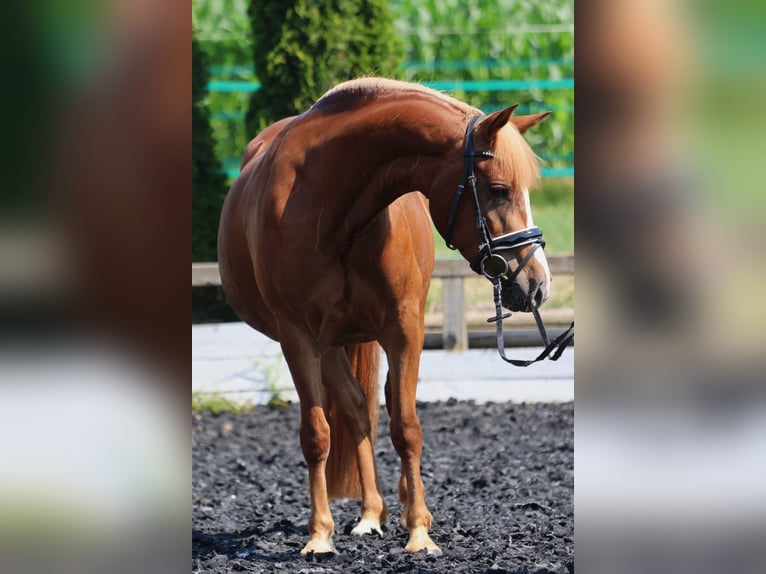 Haflinger Jument 5 Ans 145 cm Alezan in St Marein bei Graz