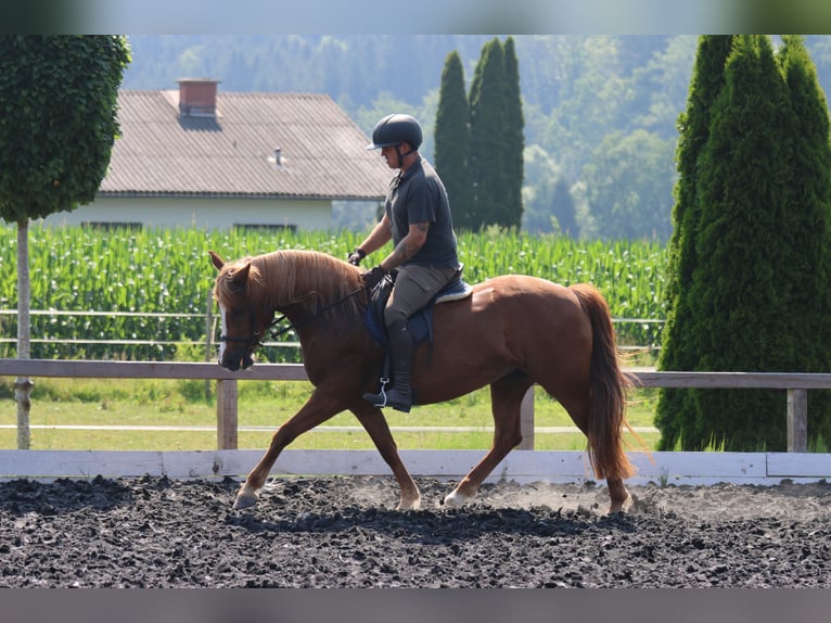 Haflinger Jument 5 Ans 145 cm Alezan in St Marein bei Graz