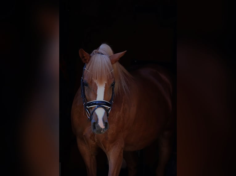 Haflinger Jument 5 Ans 145 cm Alezan in St Marein bei Graz