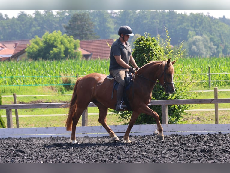 Haflinger Jument 5 Ans 145 cm Alezan in St Marein bei Graz