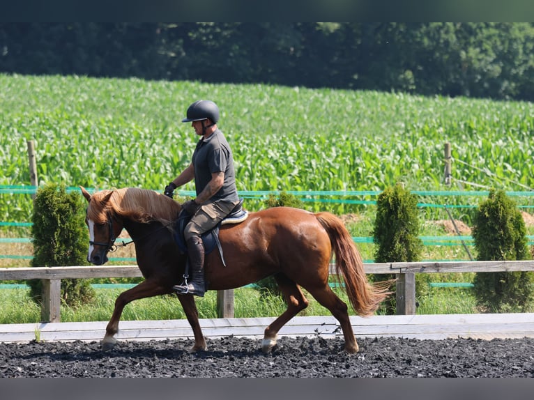 Haflinger Jument 5 Ans 145 cm Alezan in St Marein bei Graz