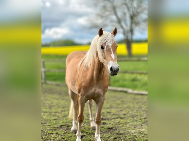 Haflinger Jument 5 Ans 145 cm Alezan in Groß Twülpstedt