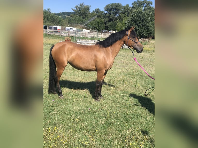 Haflinger Croisé Jument 5 Ans 145 cm Bai clair in Parma